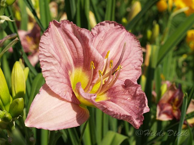 Hemerocallis Lavender Patina.JPG